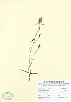 藏品(高山沙參)的圖片